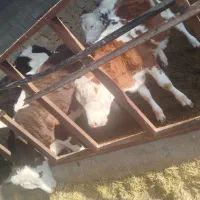 ۴ عدد طلیسه برای فروش