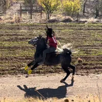 فروش مادیان