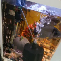 آکواریوم بهمراه ماهی و تمامی امکانات لازم|ماهی|فیروزکوه, |دیوار