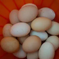 مرغ جوان ۸ماه|حیوانات مزرعه|اقبالیه, |دیوار