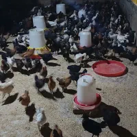 جوجه گلپایگانی