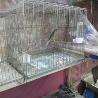 قناری عروس طوطی ملنگو کوتوله برزیلی