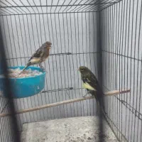 قناری نرماده مولد رنگ سرخ