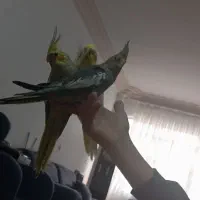 عروس هلندی اهلی