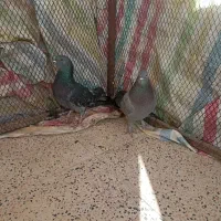 دو عدد کبوتر تهرانی