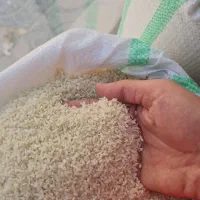 فروش عمده برنج ایرانی خالص تضمینی|خوردنی و آشامیدنی|اسلام‌شهر, شهرک قائمیه|دیوار