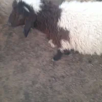 بره نر عراقی