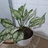 گل آپارتمانی|گل و گیاه طبیعی|اقبالیه, |دیوار