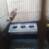 سهره|پرنده|مهاجران, |دیوار