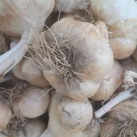 سیر بذری گراچقا