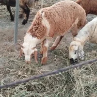 ۴ عدد بره شیری ۴ ماه فروشی