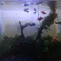 گوپی بلو مسکو و حلزون کیلر|ماهی|اردبیل, |دیوار