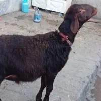 بره قوچ