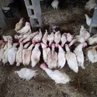 مرغ تخمگذار جوان و سرحال