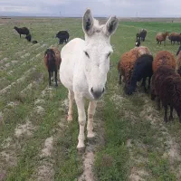 الاغ گله ای آرام