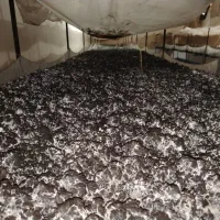 فروش قارچ سوخاری