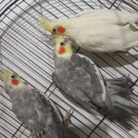 عروس هلندی 800|پرنده|دورود, |دیوار