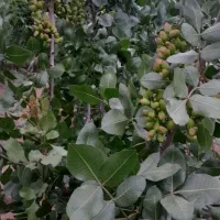 باغ 2 هزار متری|فروش زمین و ملک کلنگی|الوند, |دیوار