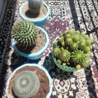 تعدادی کاکتوس