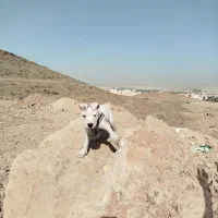 واگذاری یک قلاده داگو ارژانتینو ۳ماهه
