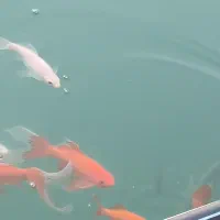 ماهی قرمز ـ ماهی مولد