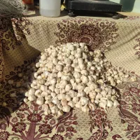 سیر|خوردنی و آشامیدنی|سنندج, |دیوار