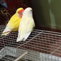 طوطی برزیلی جفت مولد رام و دستی معاوضه باعروس جفت