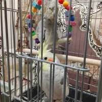 عروس هلندی|پرنده|تهران, افسریه شمالی|دیوار