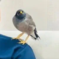 فروش مرغ مینا