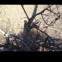 حرس درختان پسته با۳۰سال تجربه