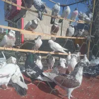 کبوتر فروشی در کردان|پرنده|کوهسار (البرز), |دیوار