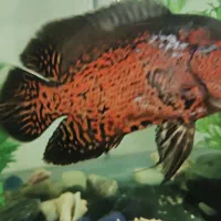 آکواریوم با کل وسایل|ماهی|اسدآباد, |دیوار