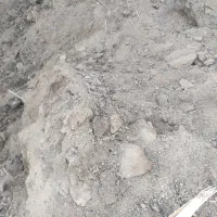 خریدارکودحیوانی هستم