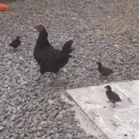 مرغ و جوجه