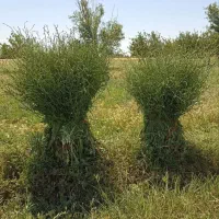 علف گیاهی دارویی درجه یک