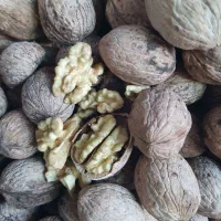 گردو با کیفیت پوست کاغذی مغز سفید