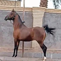 اسب مادیان درهشورمدرکدار