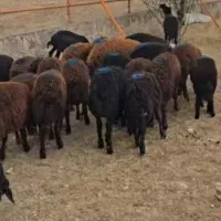 کار در دامداری بره پرواری