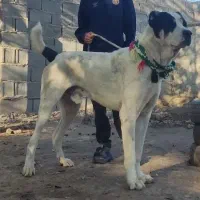 سگ الابای نسل دار دو ساله سنگین وزن