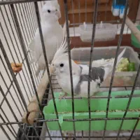 عروس هلندی نر و ماده