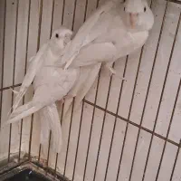 طوطی عروس هلندی جفت مولد|پرنده|همدان, |دیوار