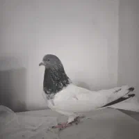 نر اماده ضمانتی۵۰۰مفت