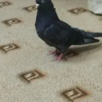 همه نوع کفتر خوب