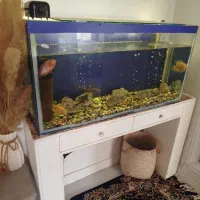 آکواریوم|ماهی|هشتگرد, شهرک المهدی|دیوار