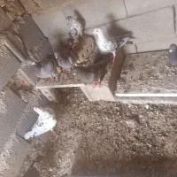 با سلام خدمت دوستان عشق باز
