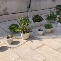فروش  انواع گل به علت کمبود جا قیمت توافقی