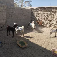 دامداری رمکان