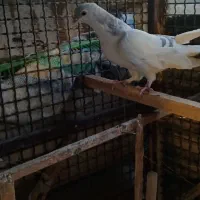 کیوتر|پرنده|قزوین, |دیوار