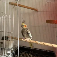 عروس هلندی ماده