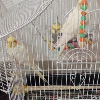 فروش عروس هلندی